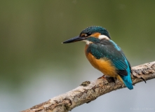 Kingfisher 2, Netherlands